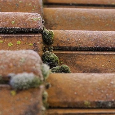 moss1