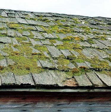 moss2