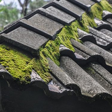 moss4