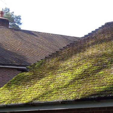 moss6
